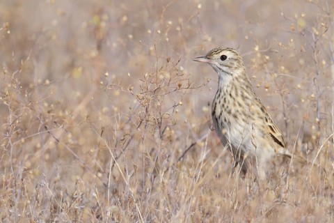 Richard's Pipit (Anthus richardi), Western Australia, Australia
