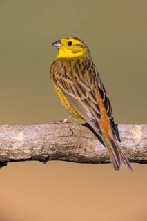 Yellowhammer (Emberiza citrinella) Bruant jaune, Escribano Cerillo, Ast, branch, Ormoz area, Ormoz,