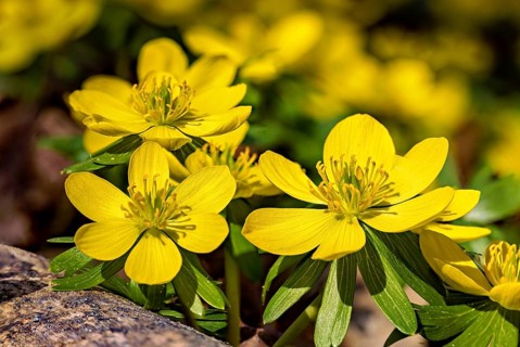 Vivid yellow flowers with detailed leaves, in natural surroundings, Winter aconites in bloom in the