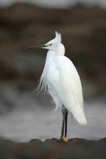 Little Egret (Egretta garzetta), Cantabria, Spain