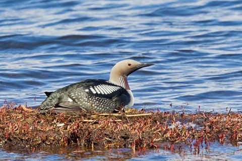 Black-throated Loon (Gavia arctica) incubating eggs on nest, Lake Hovsgol, Mongolia