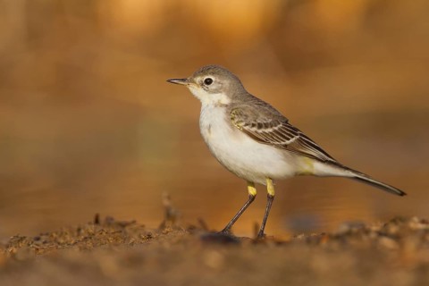 Yellow Wagtail - Schafstelze - Motacilla flava, Oman