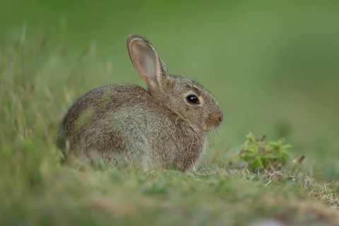 Rabbit (Oryctolagus cuniculus) juvenile baby bunny animal resting in grassland in summer, Suffolk,