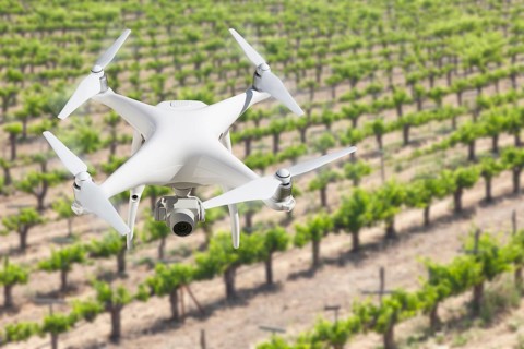 Unmanned Aircraft System (UAV) Quadcopter Drone In The Air Over Grape Vineyard Farm