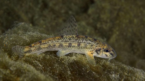 A gudgeon (Gobio gobio) lies on a stone, perfectly camouflaged in its natural environment in the
