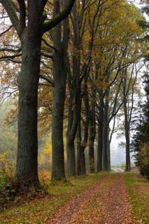 Oak avenue with morning mist in autumn, Gmünd, Waldviertel, Lower Austria, Austria