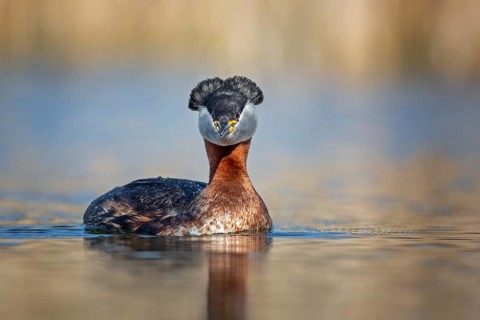 Red-necked Grebe (Podiceps grisegena), Saxony-Anhalt, Germany