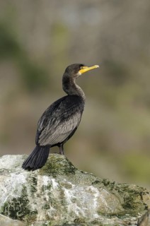 Double-crested Cormorant (Phalacrocorax auritus), British Columbia, Canada