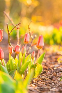 Tulips in a flower bed in the warm spring sunlight