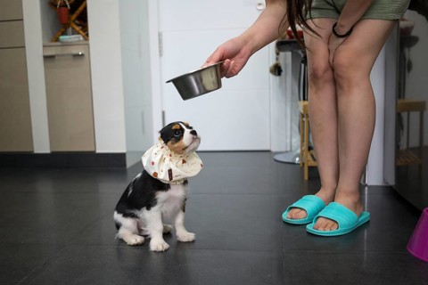 A woman with cute Cavalier King Charles Spaniel puppy on a tiled floor, wearing a charming