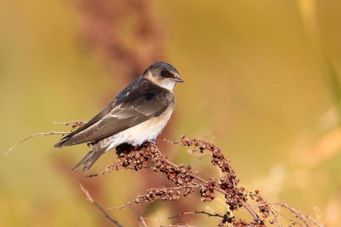 Tree Martin (Petrochelidon nigricans), Victoria, Australia