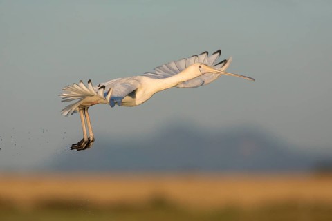 Yellow-billed Spoonbill (Platalea flavipes) flying, Victoria, Australia
