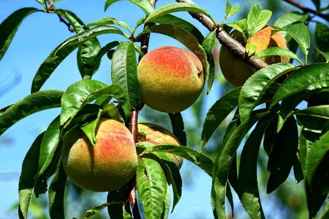 Peaches on the tree, fruit, fruit tree, peach tree, fruit tree, food