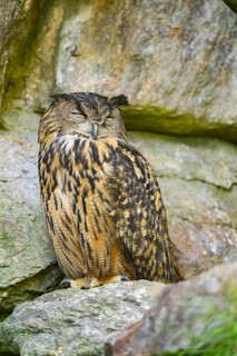 Eurasian eagle-owl (Bubo bubo) sitting on a rock in a stone wall, Bavaria, Germany