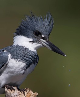 Belted Kingfisher (Megaceryle alcyon) male perched on a branch, Florida, USA