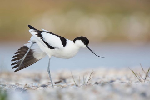 Pied Avocet (Recurvirostra avosetta), Texel, Netherlands