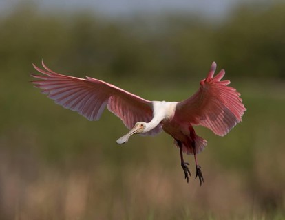 Roseate Spoonbill (Platalea ajaja) flying, Florida, USA
