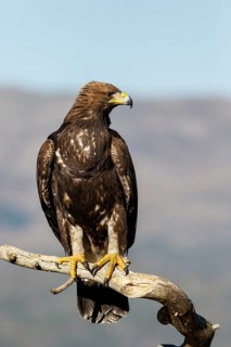 Golden Eagle (Aquila chrysaetos) immature, first winter plumage perched on a branch, Castile and