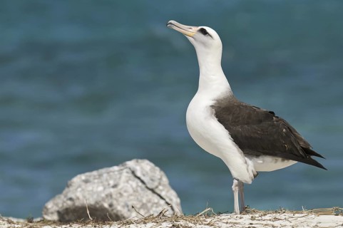 Laysan Albatross (Phoebastria immutabilis), Hawaii, USA