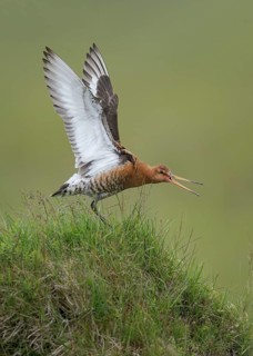 Bar-tailed Godwit (Limosa lapponica) calling, Iceland