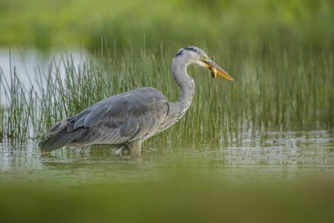 Grey Heron (Ardea cinerea), Schleswig-Holstein, Germany