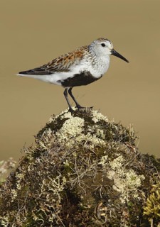 Dunlin (Calidris alpina), Alaska, USA