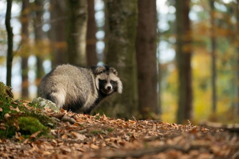 Raccoon dog (Nyctereutes procyonoides) adult in autumn forest, Bavaria, Germany