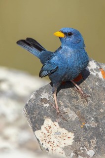 Blue Finch (Porphyrospiza caerulescens) perched on a rock in the Atlantic rainforest of southeast