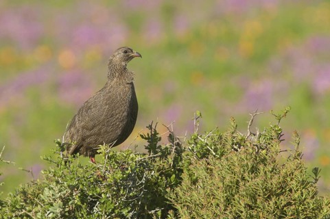 Cape Spurfowl (Pternistis capensis), Western Cape, South Africa
