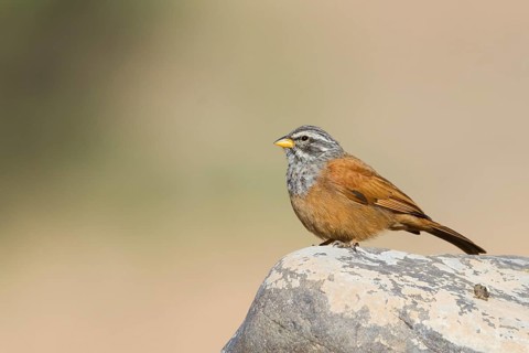 House Bunting - Hausammer - Emberiza sahari, adult male, Morocco