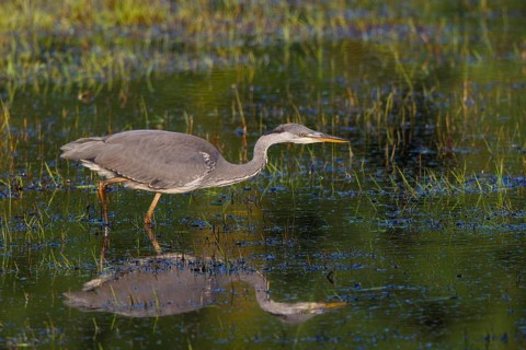 Grey Heron (Ardea cinerea) juvenile foraging, North Rhine-Westphalia, Germany