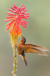 Shining Sunbeam (Aglaeactis cupripennis) perched on a branch in Colombia, South America