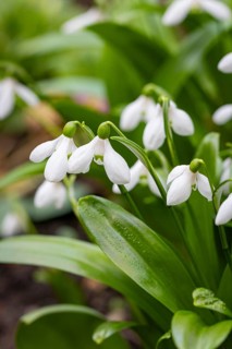 Close-up of snowdrop (Galanthus) in the spring garden, Neunkirchen, Lower Austria, Austria