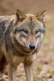 A wolf in close-up looks alertly into the camera, Wolf (Canis Lupus), Germany
