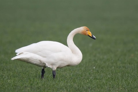 Whooper Swan (Cygnus cygnus) foraging, North Rhine-Westphalia, Germany