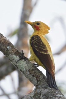 Cream-colored Woodpecker (Celeus flavus) perched on a branch in Ecuador, South America