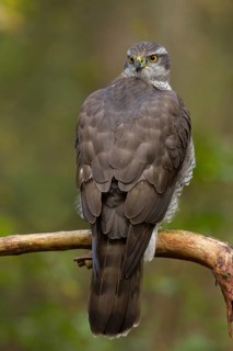 Northern Goshawk (Accipiter gentilis) male, Utrecht, Netherlands