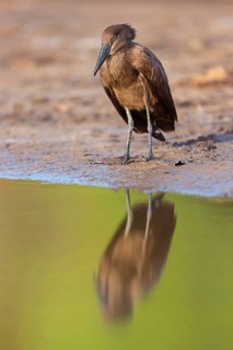 Hammerhead, Hammerhead, Hamerkop, (Scopus umbretta), Ombrette africaine, Avemartillo, Shadebird,