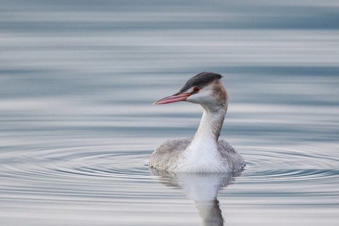 Great Crested Grebe (Podiceps cristatus), Carinthia, Austria