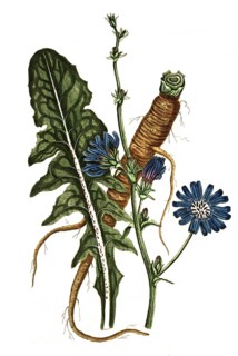 Cichorium intybus, Common chicory, digital reproduction of a historical original, between 1790 and