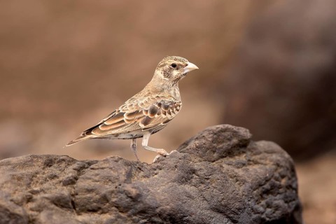 Weißwangenlerche (Eremopterix leucotis) female perched on the rock, Aledeghi National Park,
