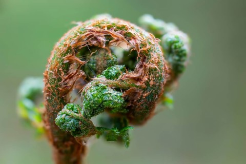 Worm fern (Dryopteris filix-mas) curling up, Leptosporangiate ferns (Polypodiopsida), forest,