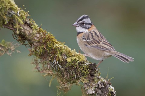 Rufous-collared Sparrow (Zonotrichia capensis) perched on a branch in Costa Rica, Central America