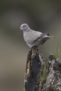 Eurasian Collared Dove (Streptopelia decaocto), Portugal