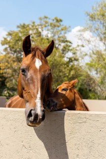 A young foal nuzzling its mother over a paddock fence, bathed in sunlight with lush greenery in the