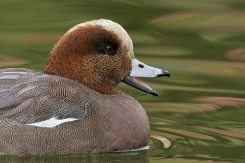Hybrid: Eurasian Wigeon x American Wigeon (Mareca penelope x Mareca americana) male, California,