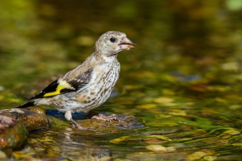 Stieglitz Jungvogel trinkt