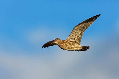 Whimbrel, Animals, Birds, (Numenius phaeopus), Aerial view, lateral, Norðurþing, Húsavík, Iceland