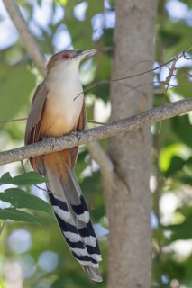 Great Lizard Cuckoo (Coccyzus merlini) perched on a branch in Cuba