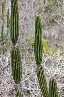 Cactaceae, San Cristobal, Galapagos, Ecuador